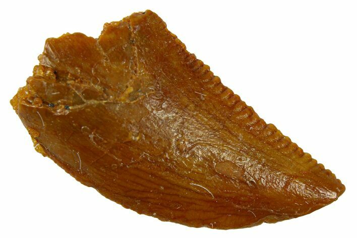 Serrated Raptor Tooth - Real Dinosaur Tooth #300849